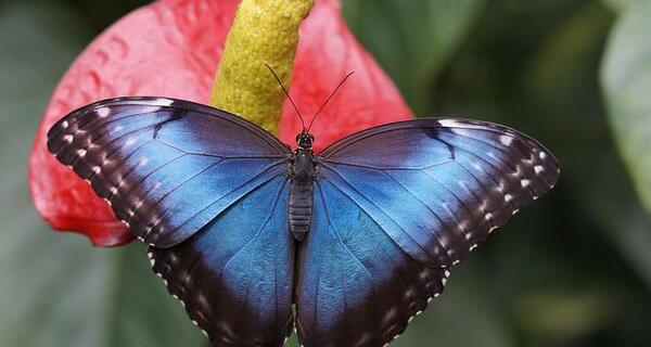 عکس پروفایل پروانه خاص