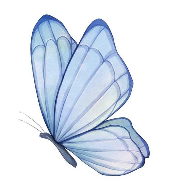 عکس نقاشی خام پروانه