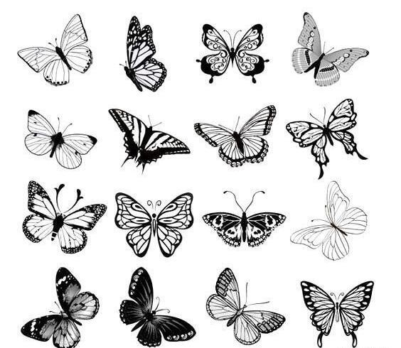 عکس خام پروانه برای تاتو