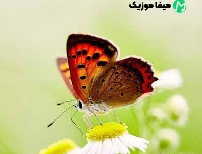 عکس خواننده پروانه پر زد