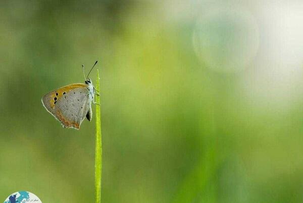 عکس پروانه ها در طبیعت