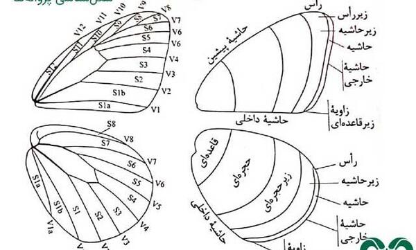 عکس پروانه ها در طبیعت