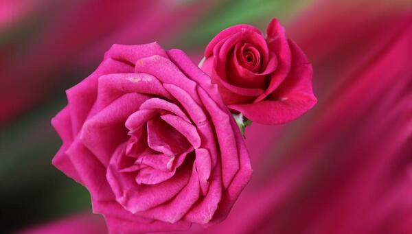 عکس پروانه روی گل رز قرمز