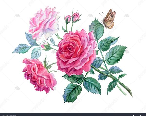 عکس پروانه روی گل رز قرمز