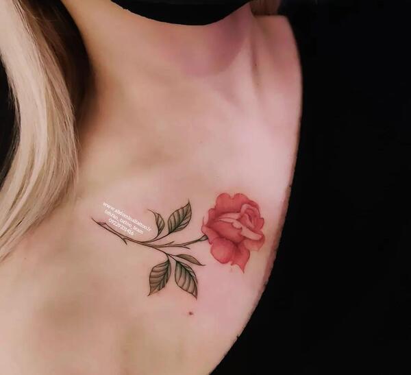 عکس پروانه روی گل رز قرمز