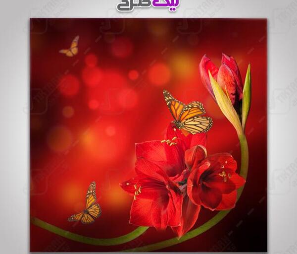 عکس پروانه روی گل رز قرمز