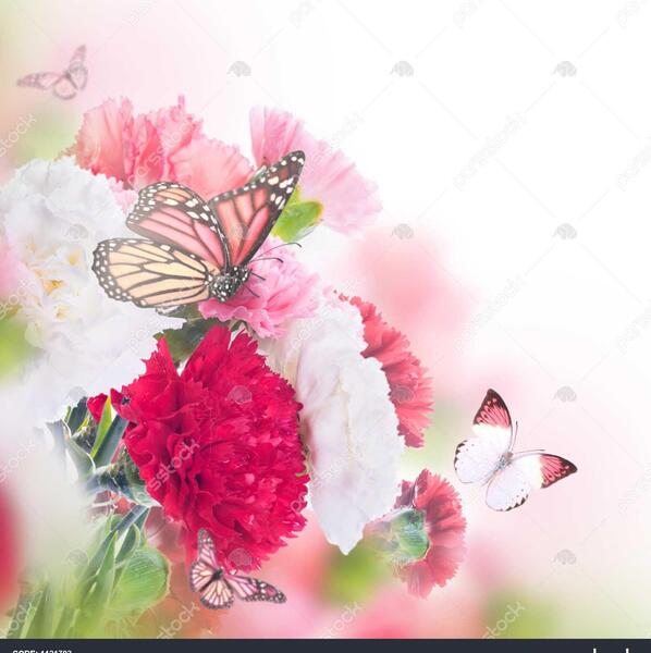 عکس پروانه روی گل رز قرمز