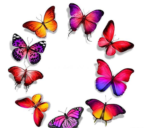 عکس پروانه رنگی زیبا