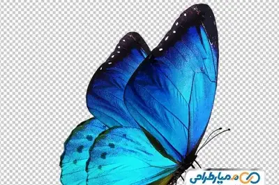 عکس پروانه آبی با پس زمینه مشکی
