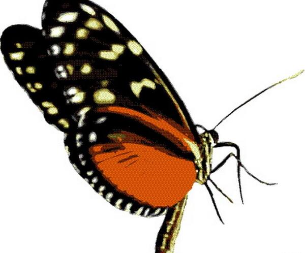 عکس پروانه زرد و مشکی