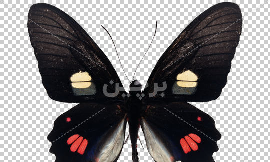 عکس پروانه سیاه سفید برای چاپ