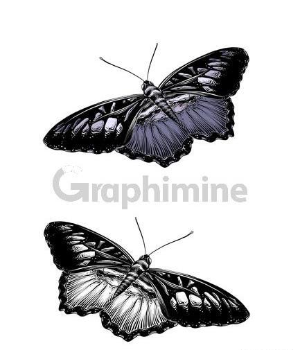 عکس پروانه سیاه سفید برای تصویر زمینه