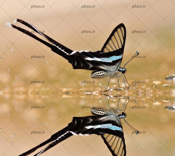 عکس پروانه سیاه سفید برای تصویر زمینه