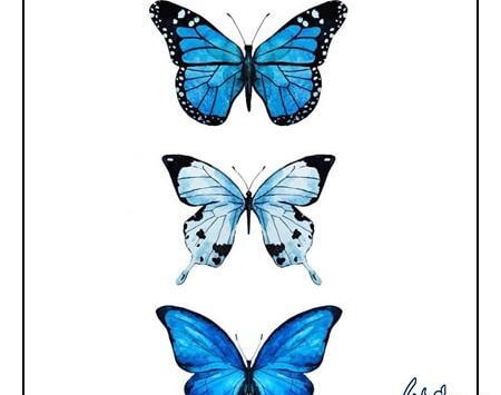 عکس پروانه ساده برای طراحی