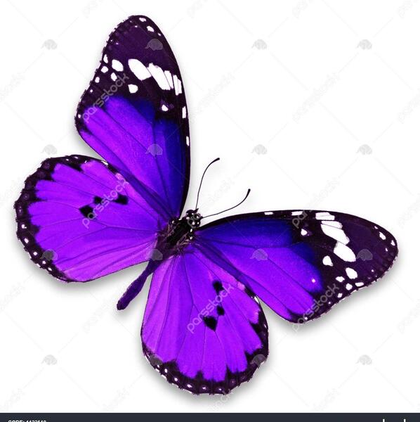 عکس پروانه قرمز برای پروفایل