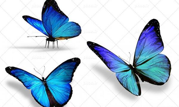 عکس پروانه قرمز برای پروفایل