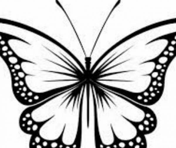 عکس پروانه قشنگ نقاشی