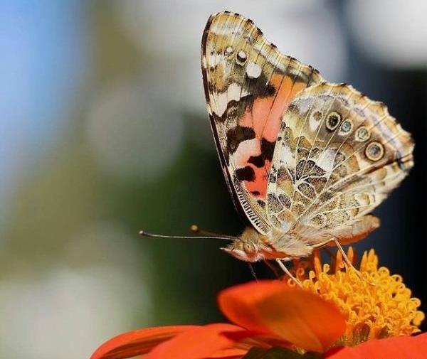 عکس پروانه کیوت برای پروفایل