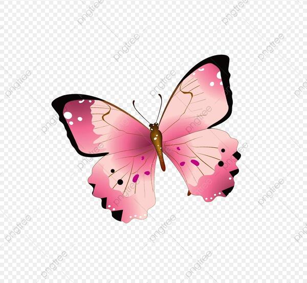 عکس پروانه متحرک برای پاورپوینت