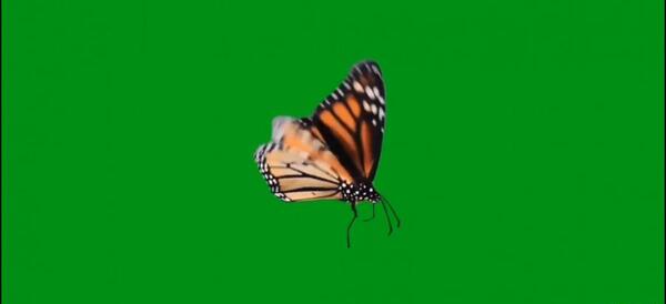 عکس پروانه متحرک برای پاورپوینت