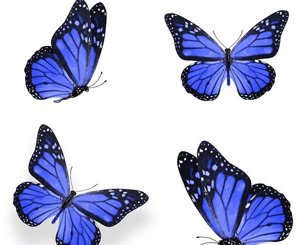 عکس پروانه مشکی برای چاپ