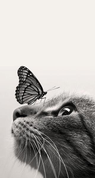 عکس پروانه مشکی سفید