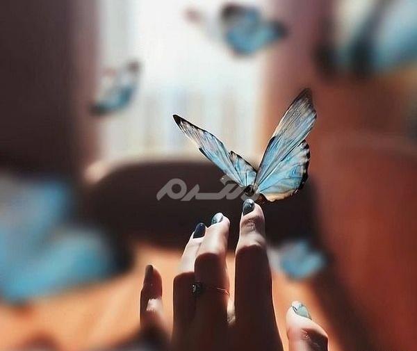 عکس پروانه واقعی برای پروفایل
