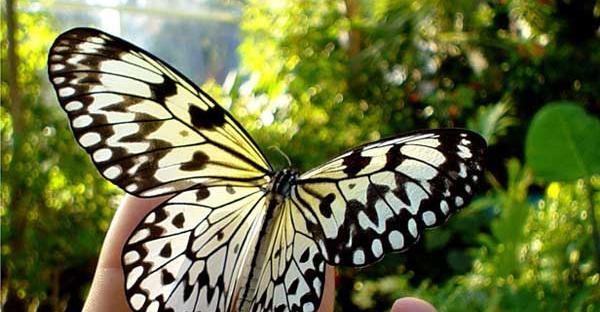 عکس پروانه واقعی بزرگ