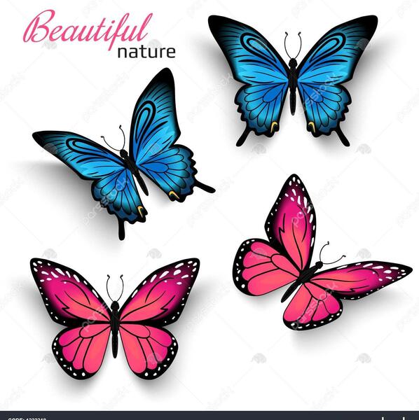 عکس پروانه واقعی زیبا
