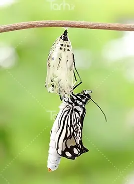 عکس با پروانه وکالت