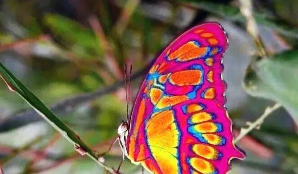 عکس زیباترین پروانه ی جهان