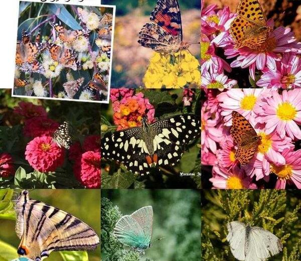رنگارنگ عکس زیباترین پروانه های دنیا