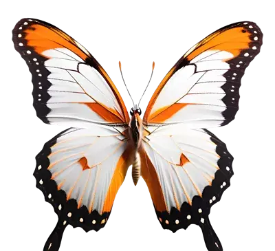 عکس پروانه های رنگی و زیبا