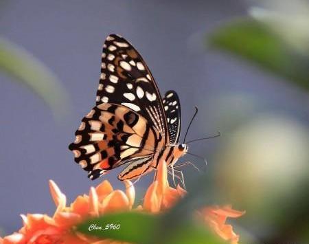 عکس زیبا از پروانه های رنگی