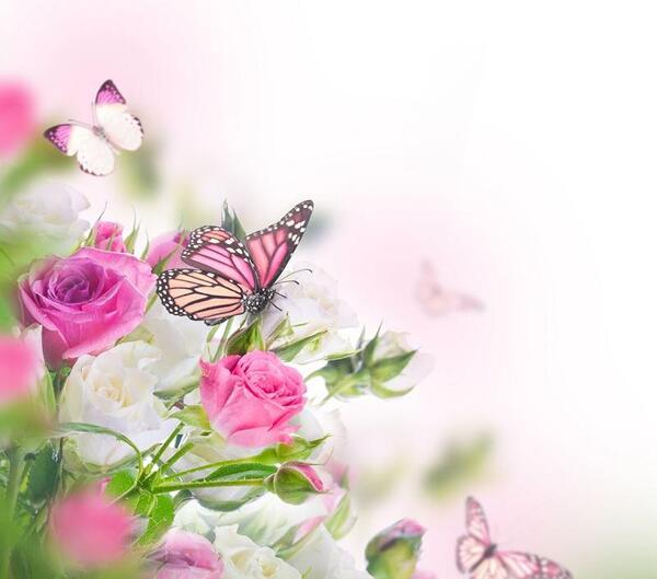 عکس پروانه دسته گل