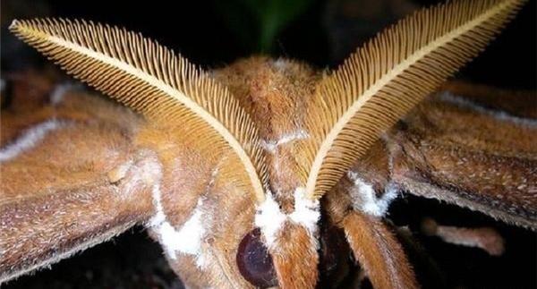 عکس پروانه دست