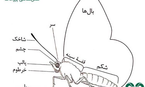 عکس پروانه دستگاه