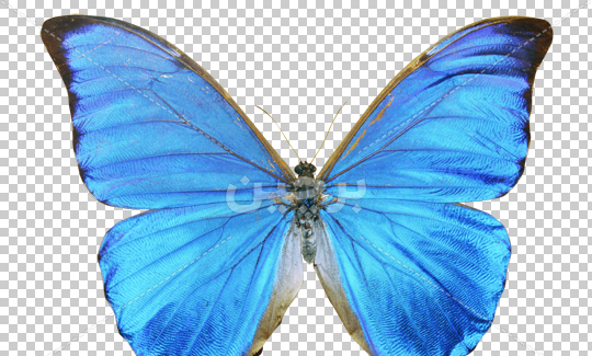عکس پروانه دستی