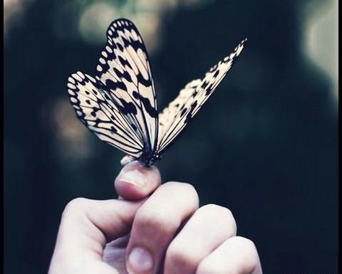 عکس دختر و پروانه برای پروفایل