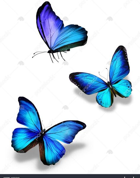 عکس پروانه واقعی ابی