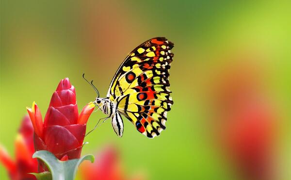 عکس پروانه با نوشته