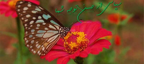 عکس پروانه با نوشته