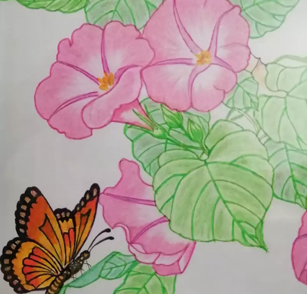عکس نقاشی پروانه با مداد رنگی