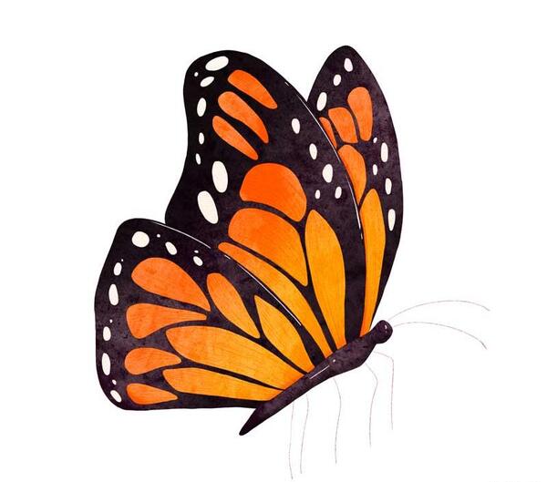 عکس نقاشی زیبای پروانه