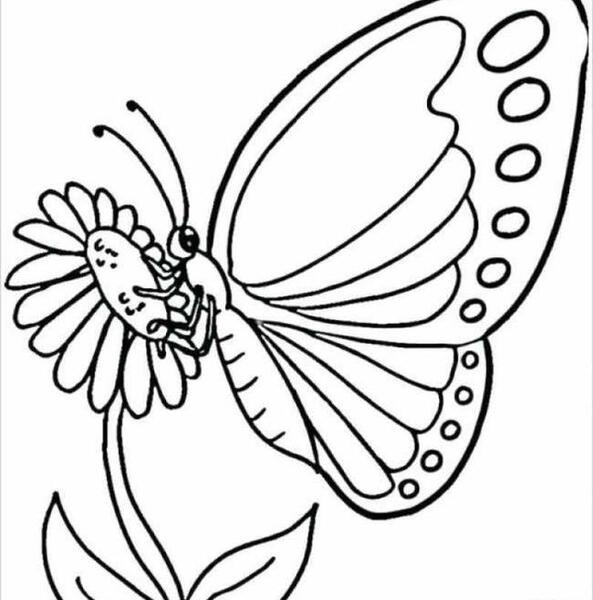 عکس پروانه نقاشی رنگ شده