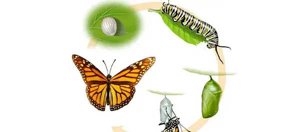 عکس پروانه ی مونارک
