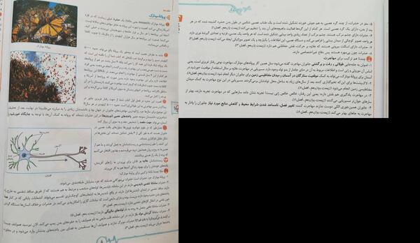 عکس پروانه ی مونارک
