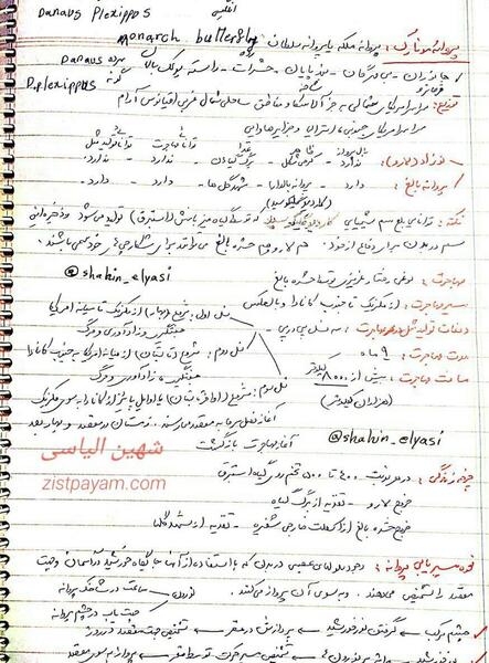 عکس پروانه ی مونارک