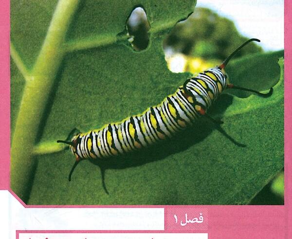 عکس پروانه ی مونارک