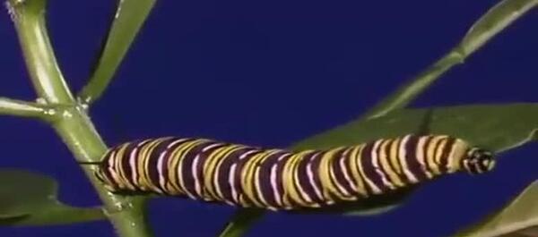 عکس پروانه ی مونارک